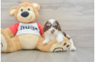 Akc Registered Poodle Baby