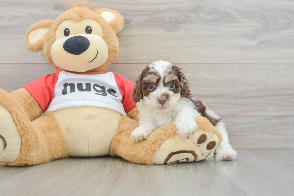 Akc Registered Poodle Baby