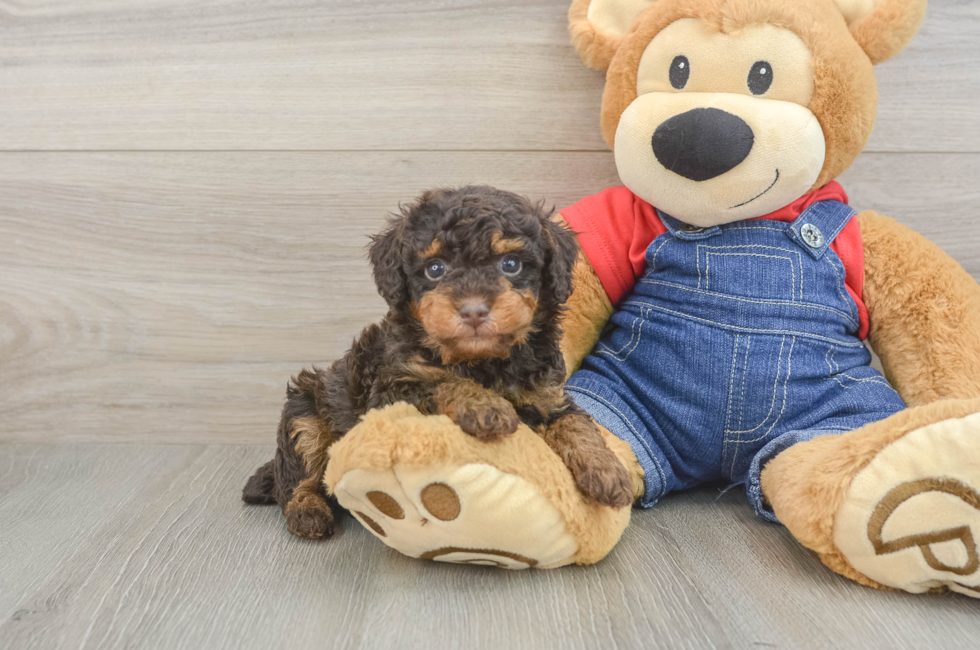 5 week old Poodle Puppy For Sale - Lone Star Pups