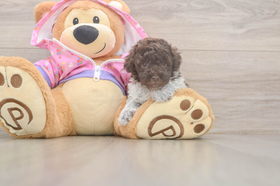 5 week old Poodle Puppy For Sale - Lone Star Pups