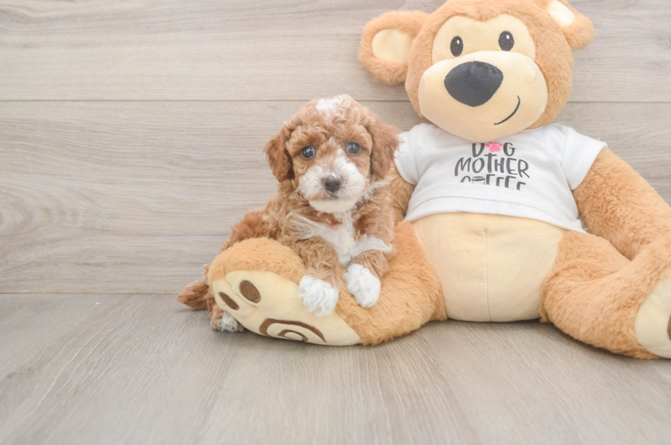 5 week old Poodle Puppy For Sale - Lone Star Pups