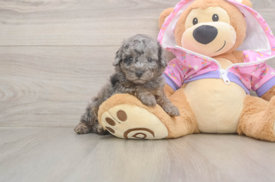 5 week old Poodle Puppy For Sale - Lone Star Pups Playful Poodle Baby