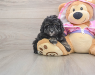 6 week old Poodle Puppy For Sale - Lone Star Pups