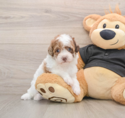 6 week old Poodle Puppy For Sale - Lone Star Pups