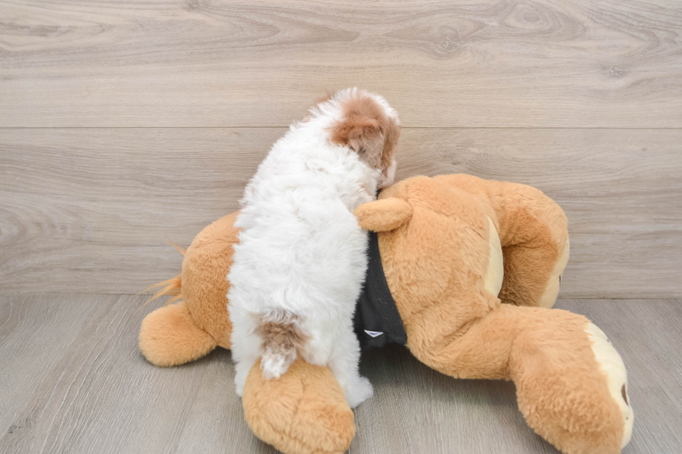 Poodle Puppy for Adoption