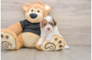 Best Poodle Baby