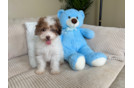 Poodle Pup Being Cute