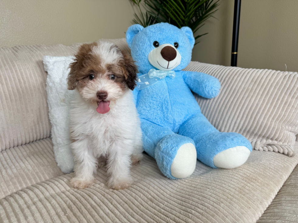 Poodle Pup Being Cute