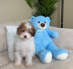 10 week old Poodle Puppy For Sale - Lone Star Pups