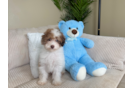 Cute Poodle Purebred Pup