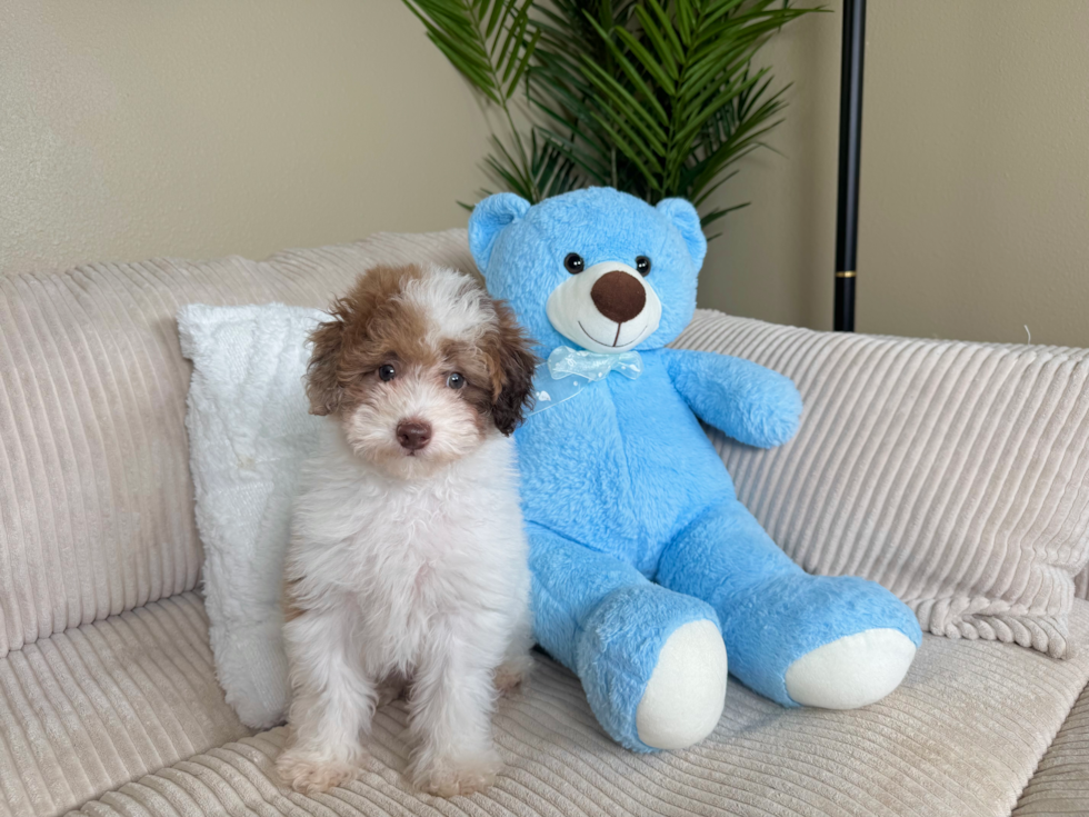 Cute Poodle Purebred Pup