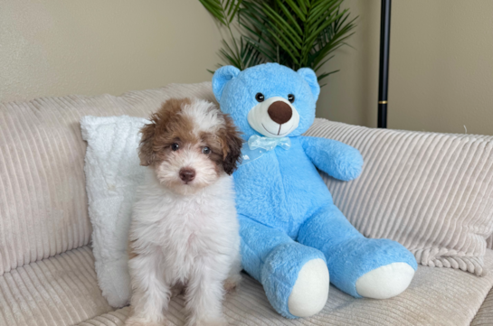 Cute Poodle Purebred Pup