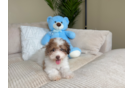 Best Poodle Baby