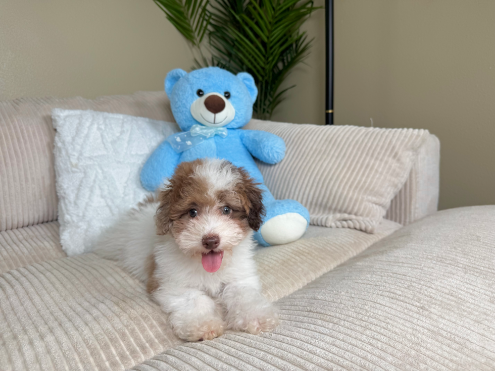 Best Poodle Baby