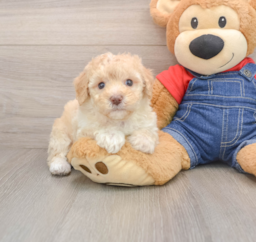 7 week old Poodle Puppy For Sale - Lone Star Pups