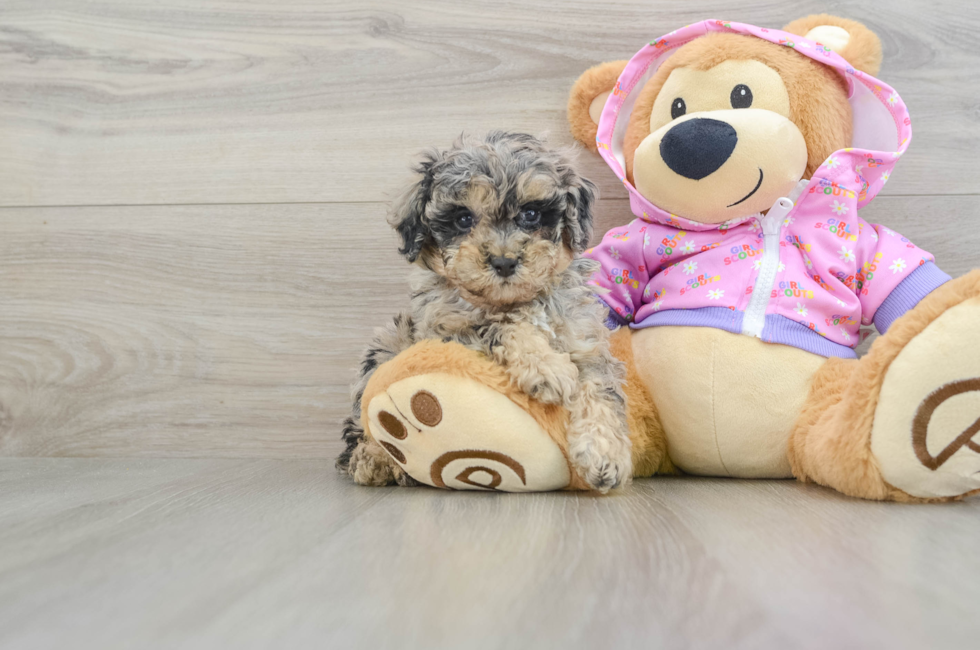 6 week old Poodle Puppy For Sale - Lone Star Pups