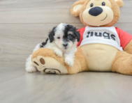 6 week old Poodle Puppy For Sale - Lone Star Pups