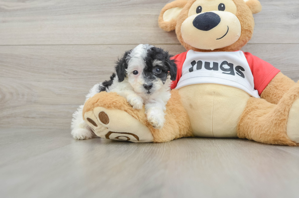 5 week old Poodle Puppy For Sale - Lone Star Pups