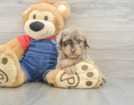 8 week old Poodle Puppy For Sale - Lone Star Pups