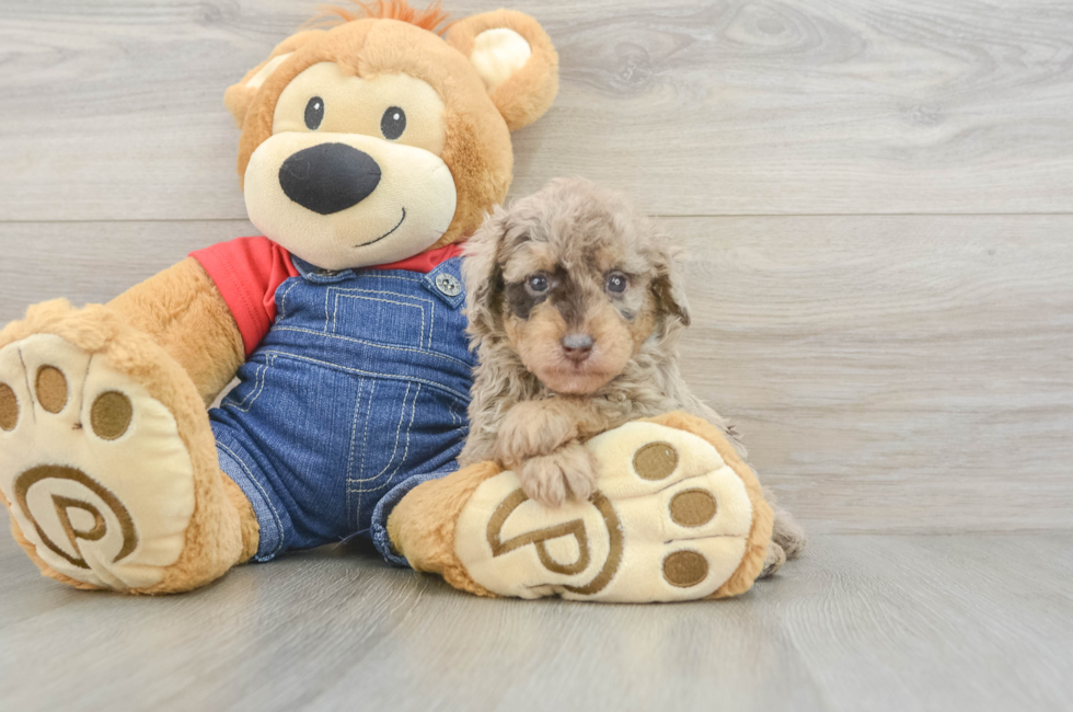5 week old Poodle Puppy For Sale - Lone Star Pups