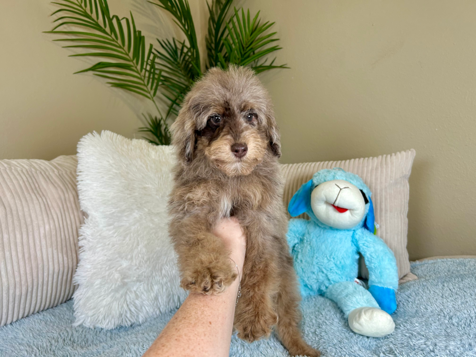 Cute Poodle Purebred Pup