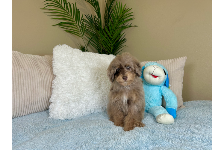 Cute Pudle Purebred Puppy