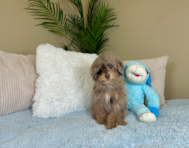 10 week old Poodle Puppy For Sale - Lone Star Pups