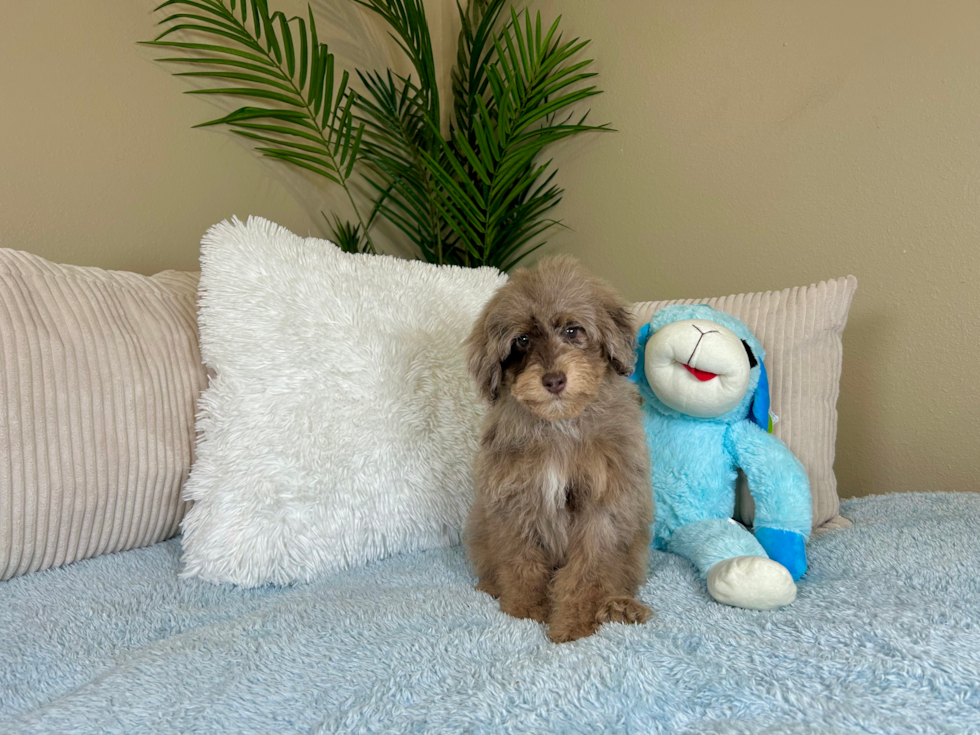 Cute Pudle Purebred Puppy