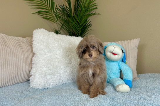 Cute Pudle Purebred Puppy