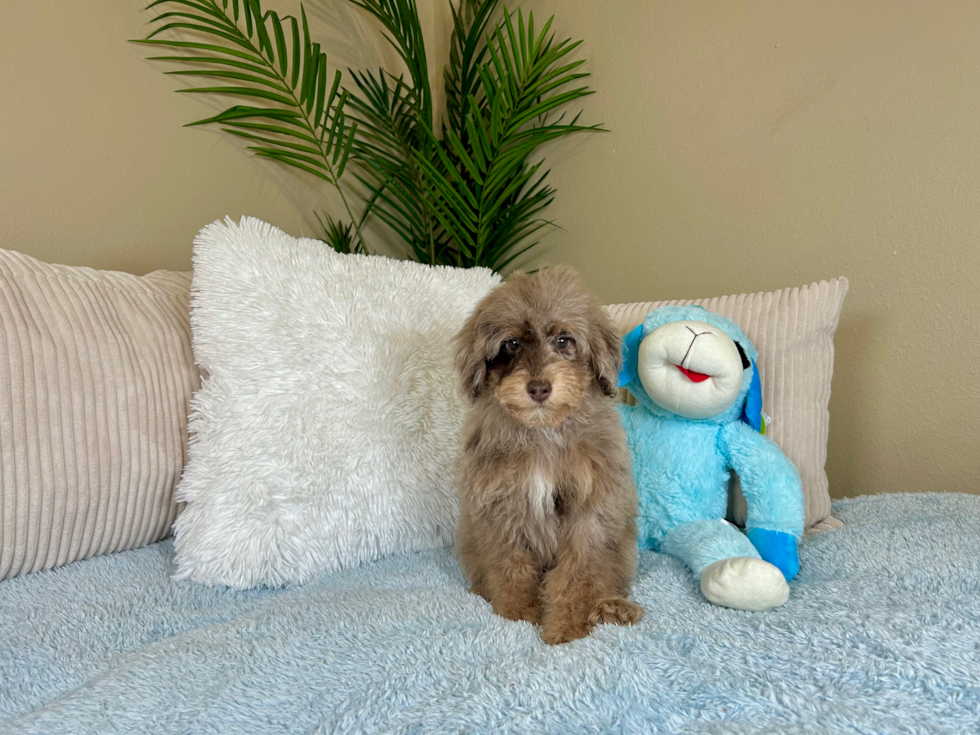 Poodle Pup Being Cute