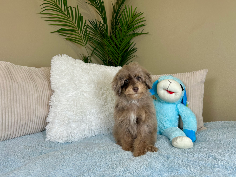 Cute Poodle Baby