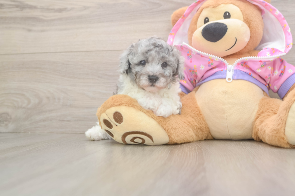 5 week old Poodle Puppy For Sale - Lone Star Pups
