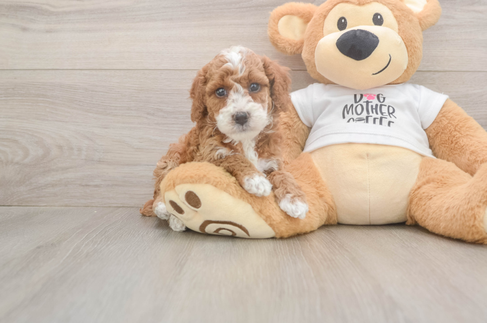 5 week old Poodle Puppy For Sale - Lone Star Pups