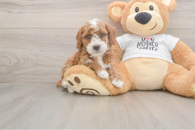 Meet Bam Bam - our Poodle Puppy Photo  1/3 - Lone Star Pups Poodle Pup Being Cute