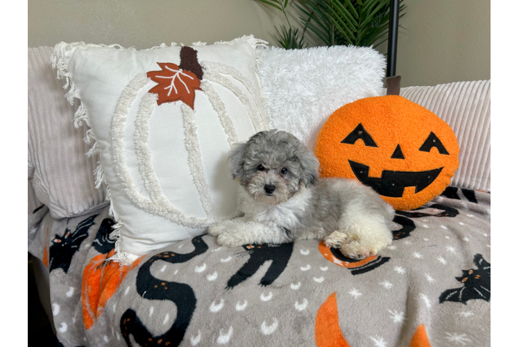 Poodle Pup Being Cute