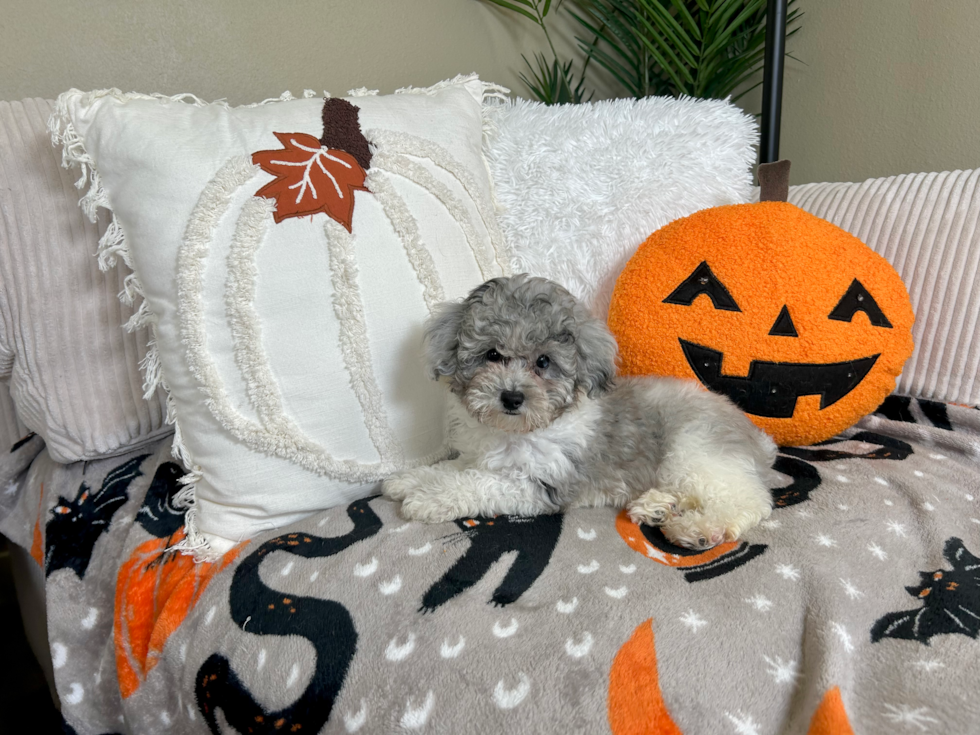 Poodle Pup Being Cute