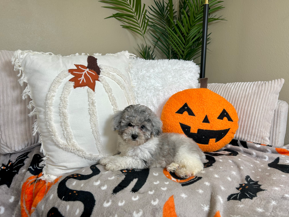 Cute Poodle Purebred Pup