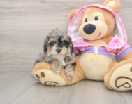 7 week old Poodle Puppy For Sale - Lone Star Pups