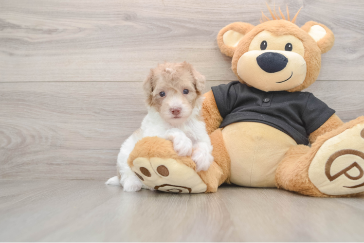 Funny Poodle Purebred Pup
