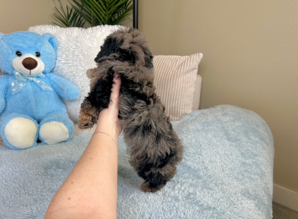 Cute Caniche Purebred Puppy