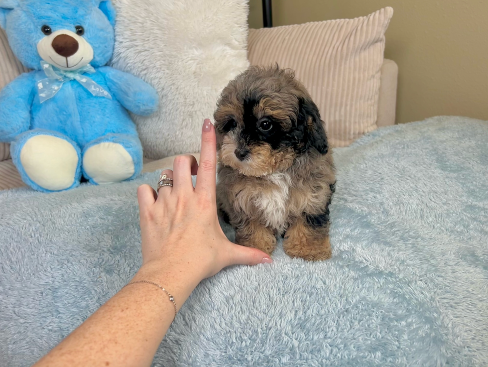 Cute Poodle Purebred Pup