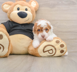 6 week old Poodle Puppy For Sale - Lone Star Pups