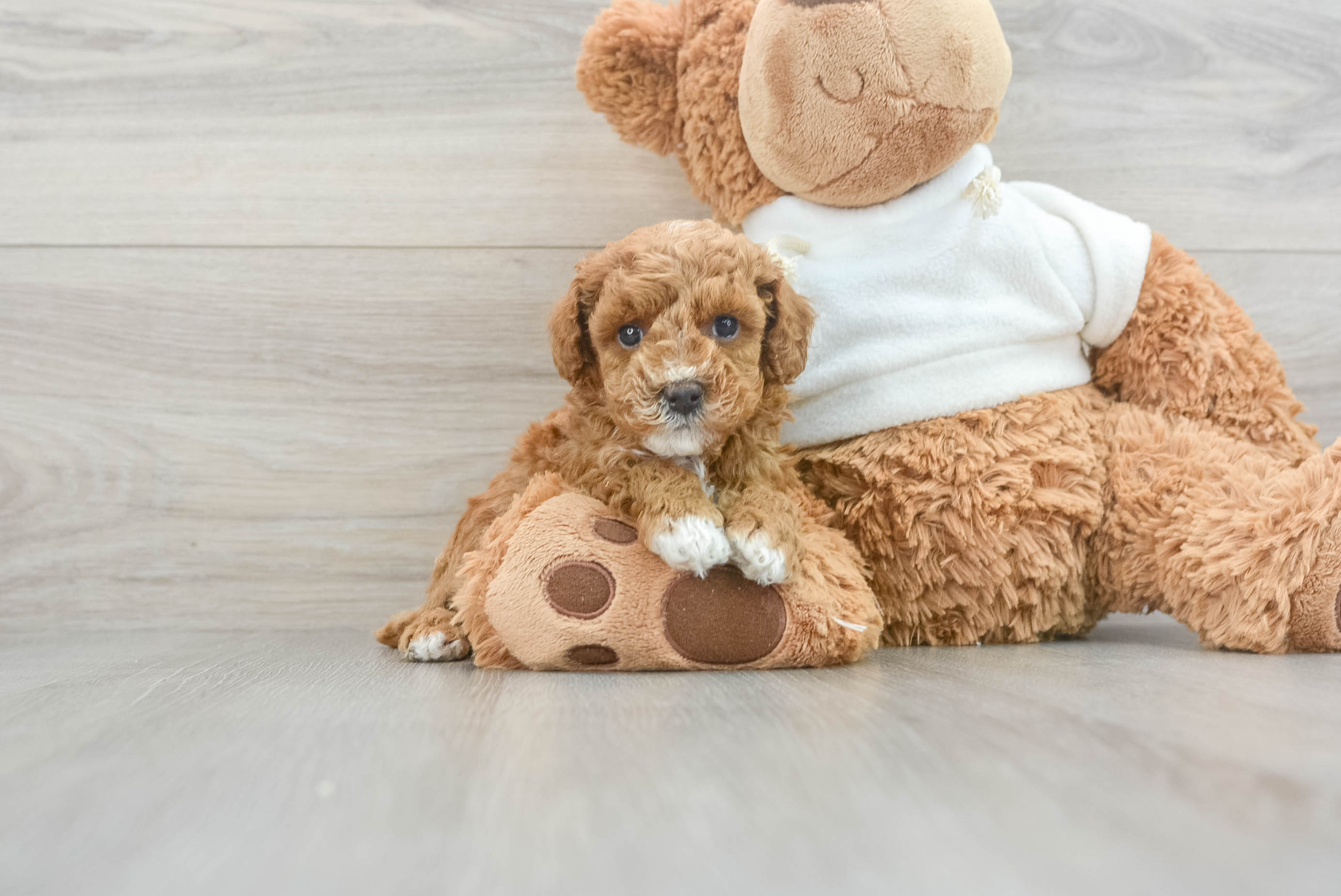 Poodle Puppy for Adoption