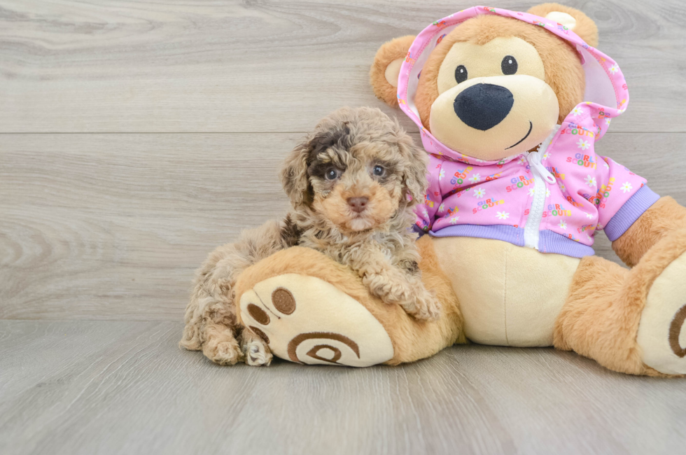 6 week old Poodle Puppy For Sale - Lone Star Pups