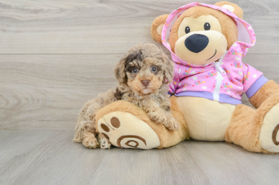 Friendly Poodle Purebred Pup