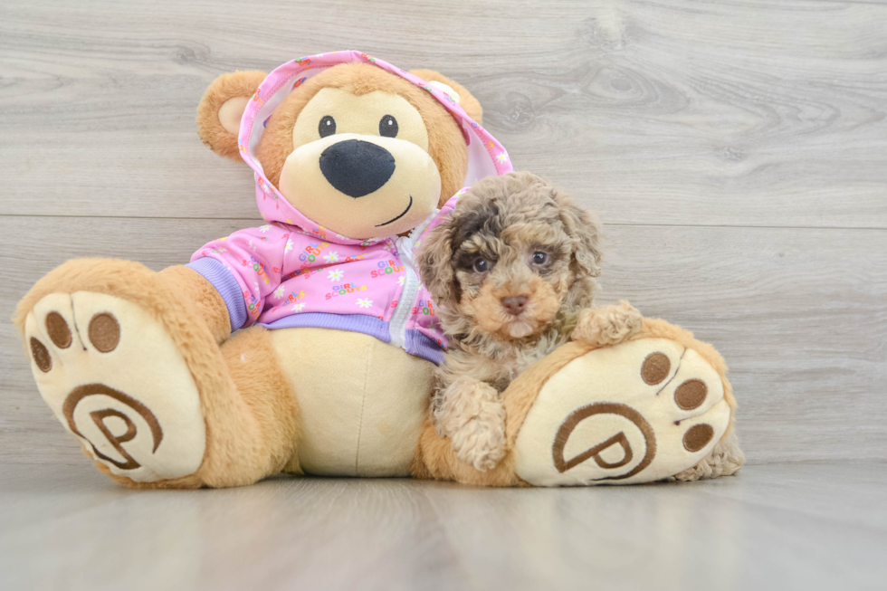 Friendly Poodle Baby