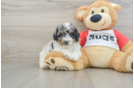 Best Poodle Baby