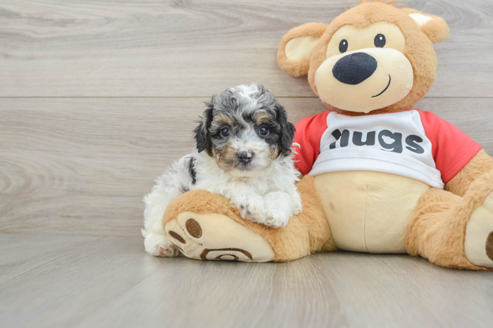 Best Poodle Baby