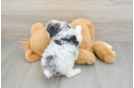 Fluffy Toy Poodle Purebred Puppy