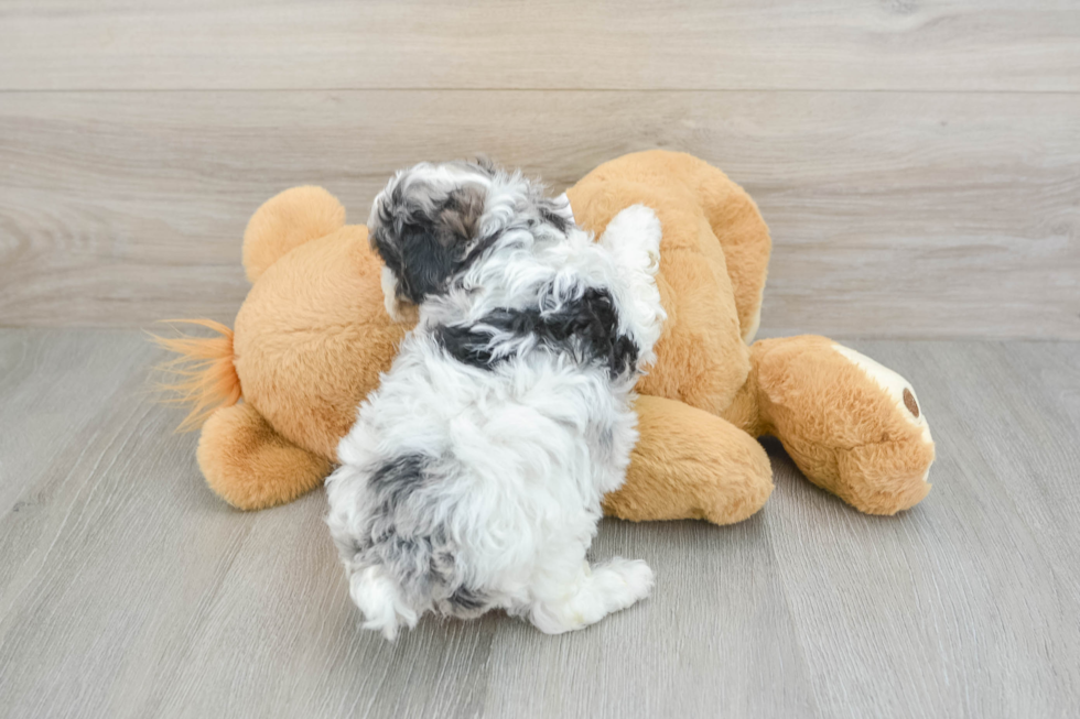 Fluffy Toy Poodle Purebred Puppy